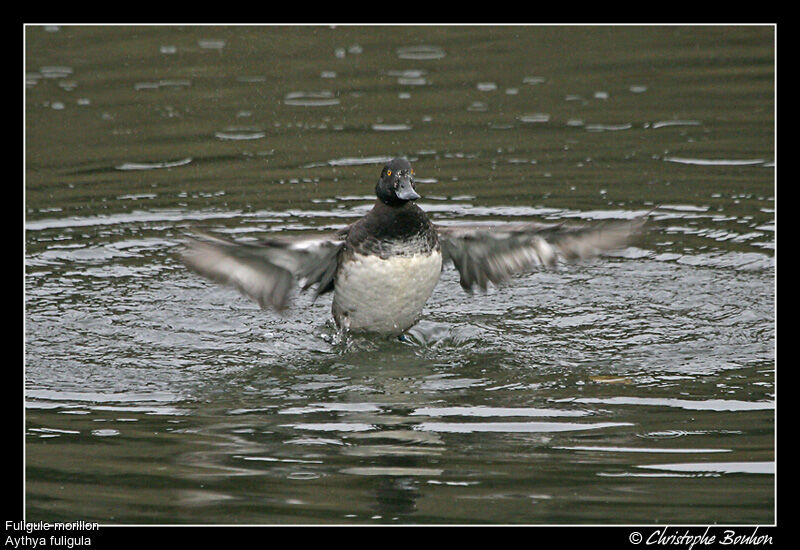 Tufted Duck