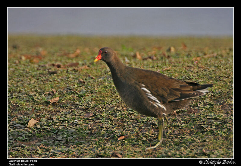 Gallinule poule-d'eau