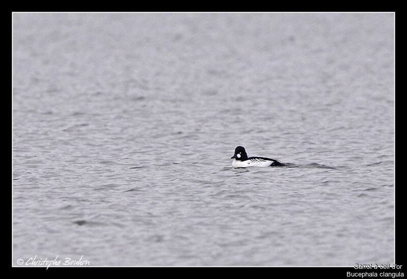 Common Goldeneye