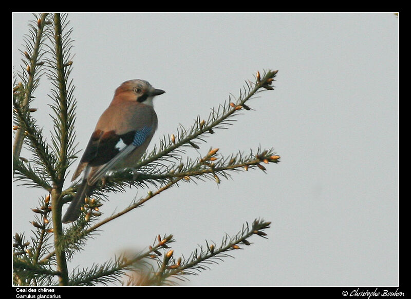 Eurasian Jay