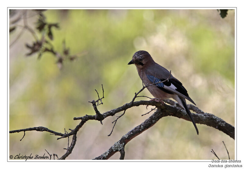 Geai des chênes, identification