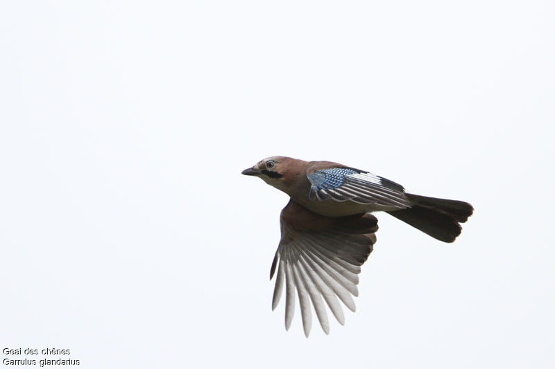 Eurasian Jay, Flight