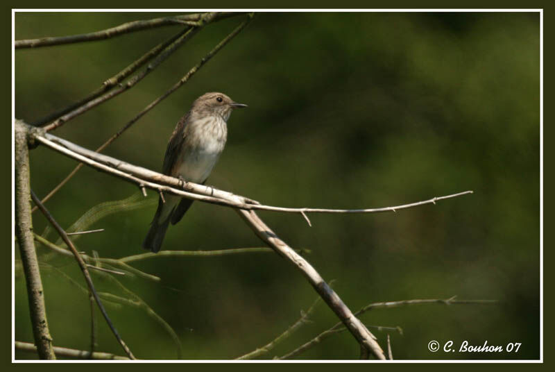 Spotted Flycatcheradult