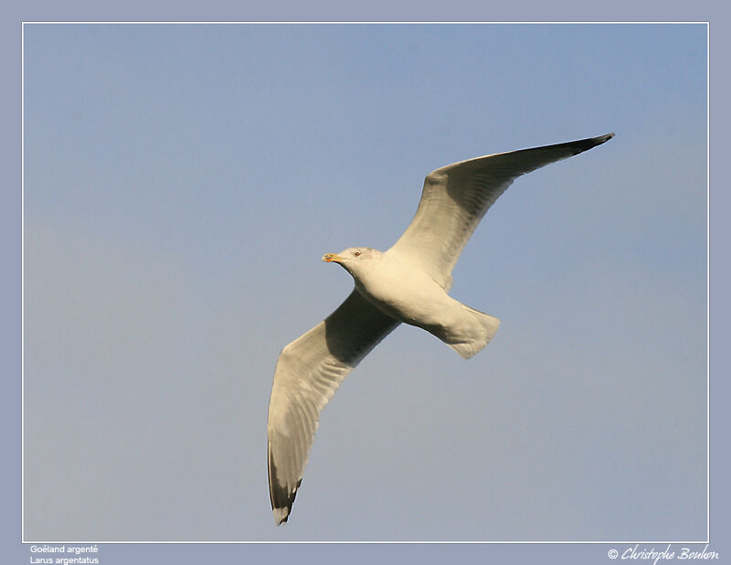 European Herring Gull