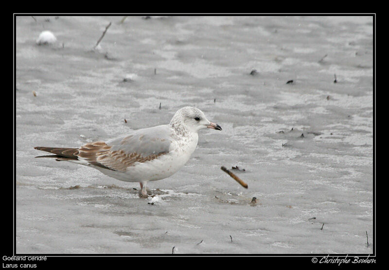 Common Gull, identification