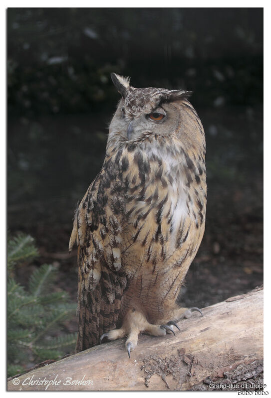 Eurasian Eagle-Owl, identification