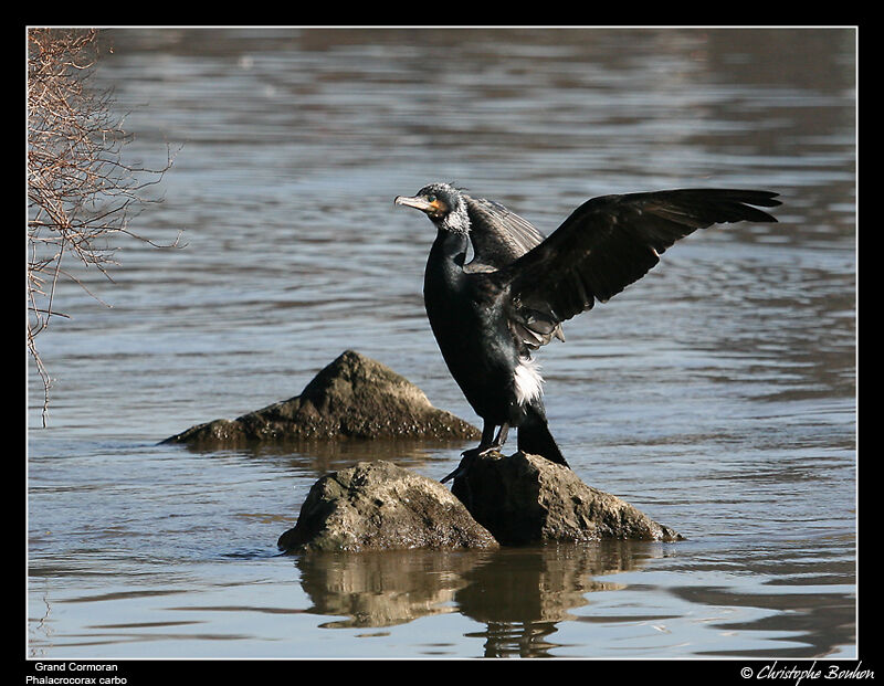 Great Cormorant