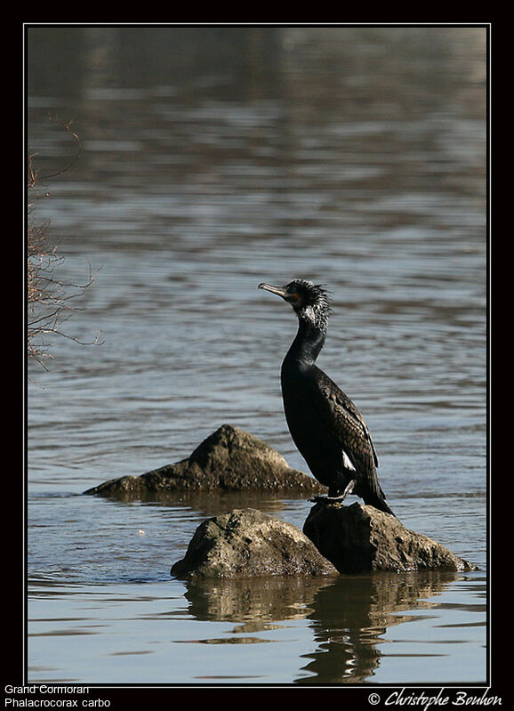 Great Cormorant