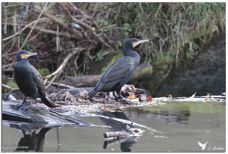 Grand Cormoran, identification