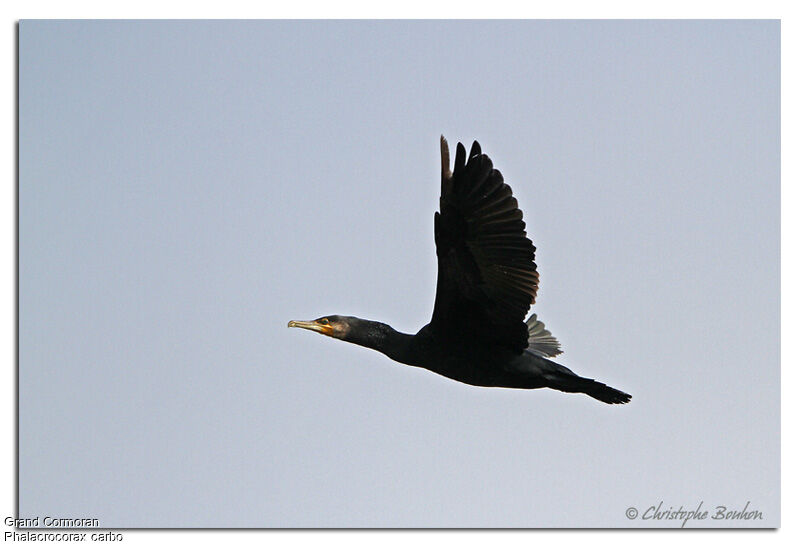 Great Cormorantadult, Flight