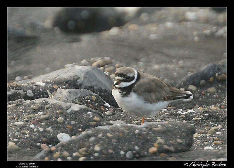 Common Ringed Plover