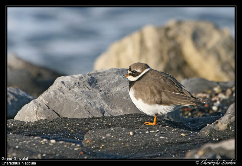 Common Ringed Plover