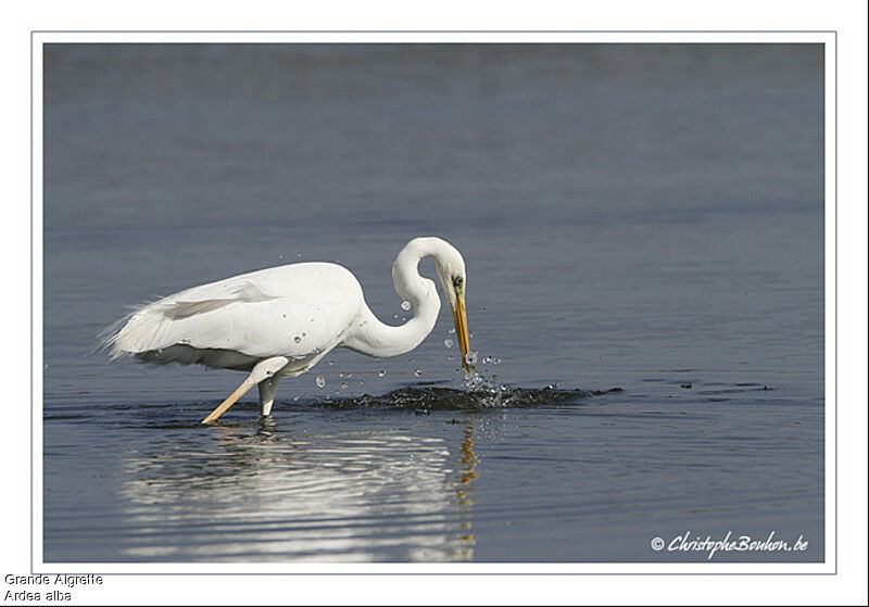 Great Egret, identification