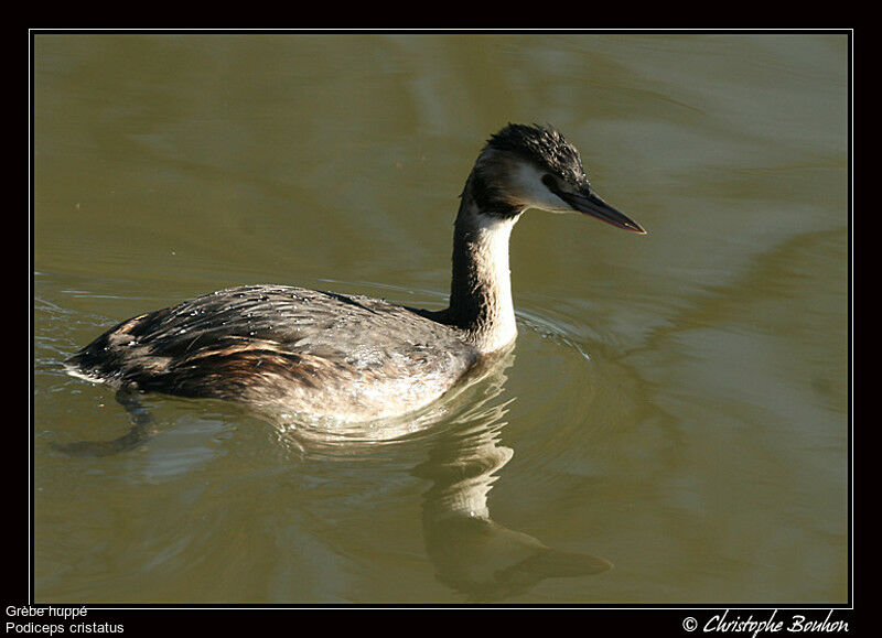 Great Crested Grebe