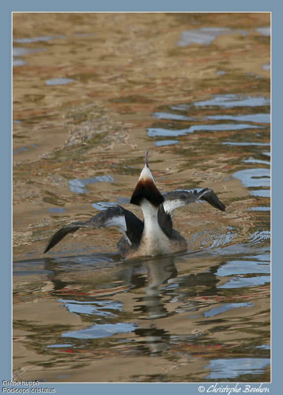 Great Crested Grebe