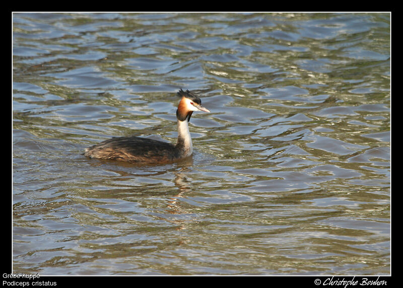 Great Crested Grebe