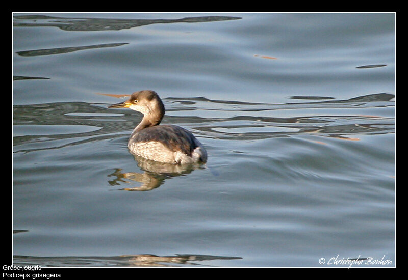 Red-necked Grebe, identification