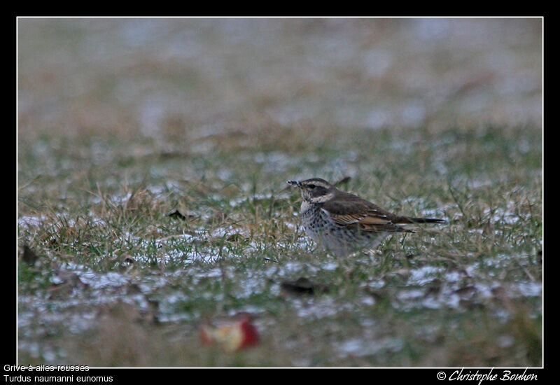 Dusky Thrush, identification