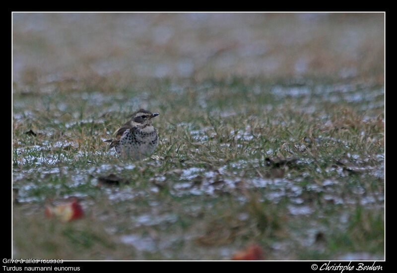 Grive à ailes rousses, identification