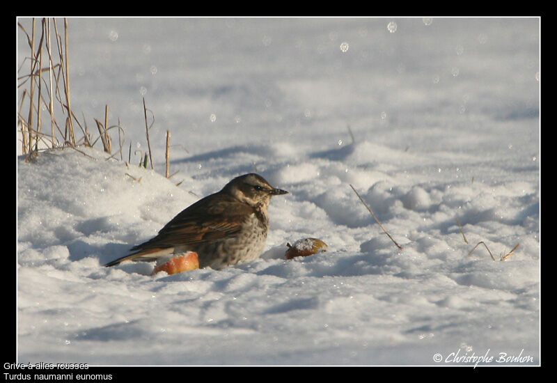 Dusky Thrush, identification