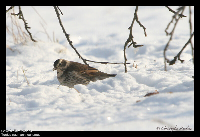 Grive à ailes rousses, identification