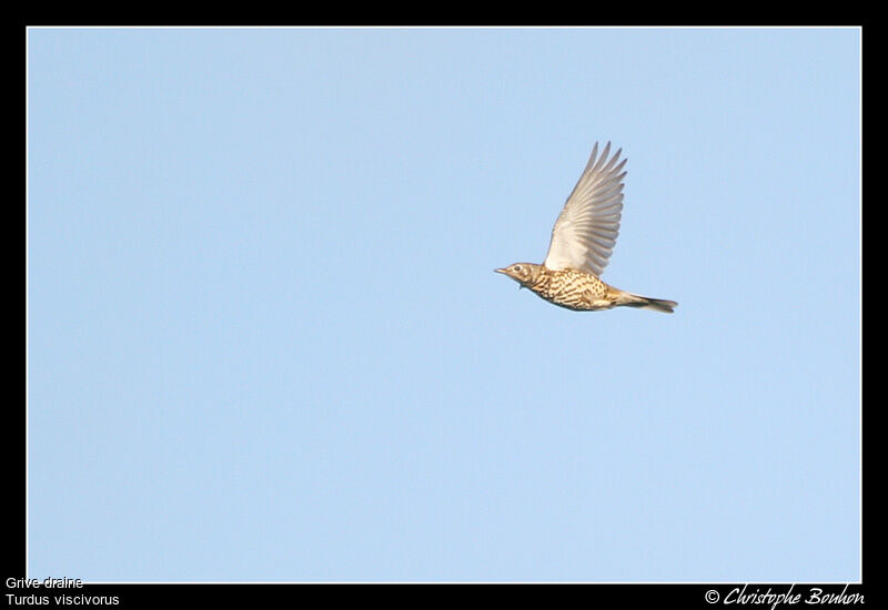 Mistle Thrush