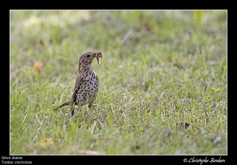 Mistle Thrush, identification, feeding habits