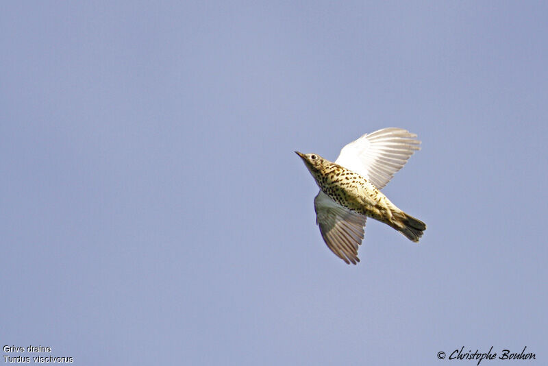 Mistle Thrush, Flight