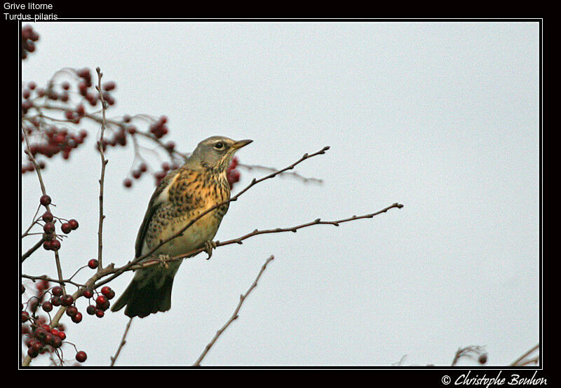 Fieldfare