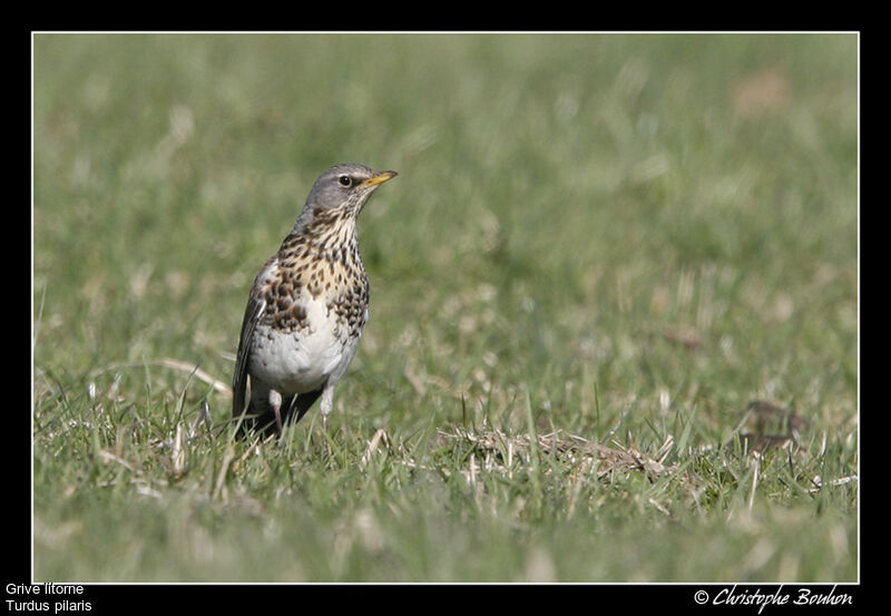 Fieldfare, identification