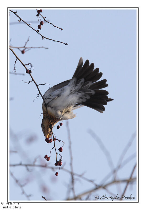 Fieldfare, identification, feeding habits, Behaviour