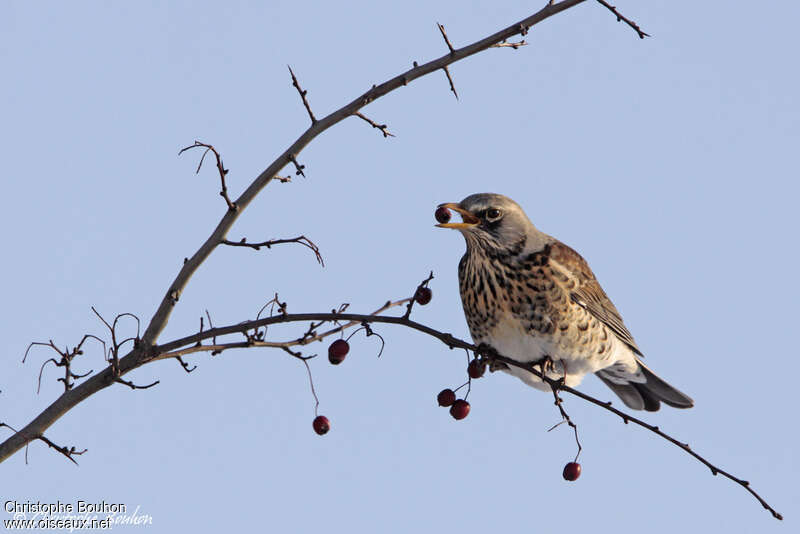 Fieldfareadult, feeding habits, Behaviour