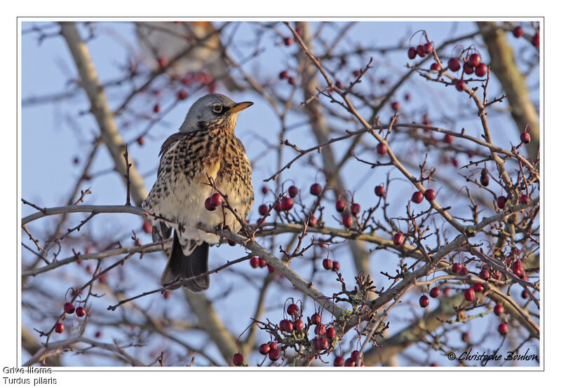 Fieldfare, identification