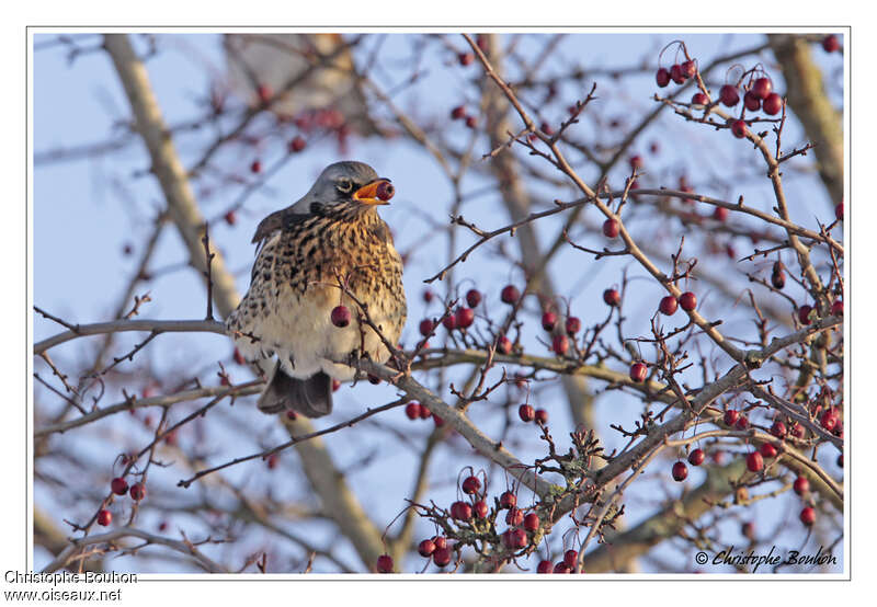 Fieldfareadult, feeding habits, Behaviour