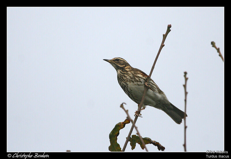 Redwing