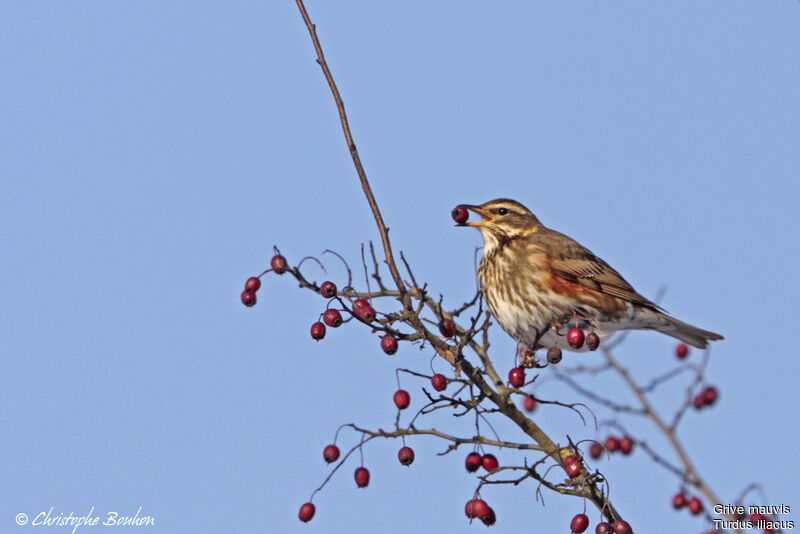 Redwing, identification, feeding habits, Behaviour