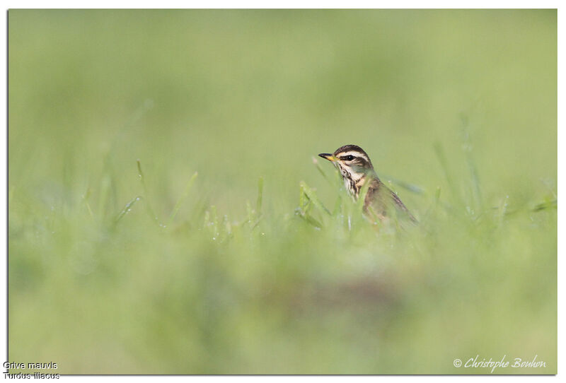 Redwing, identification