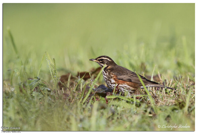 Redwing, identification