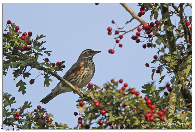 Grive mauvis, identification