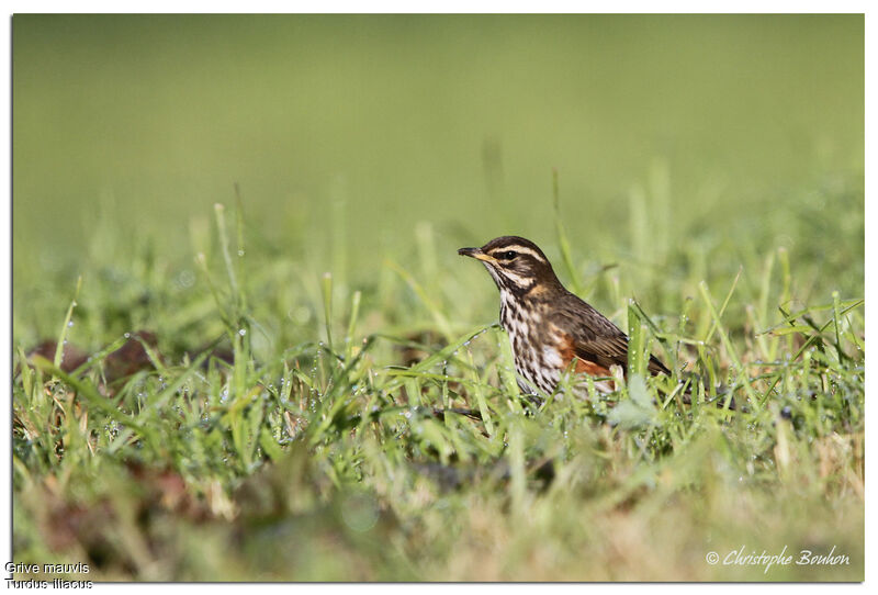 Redwing, identification