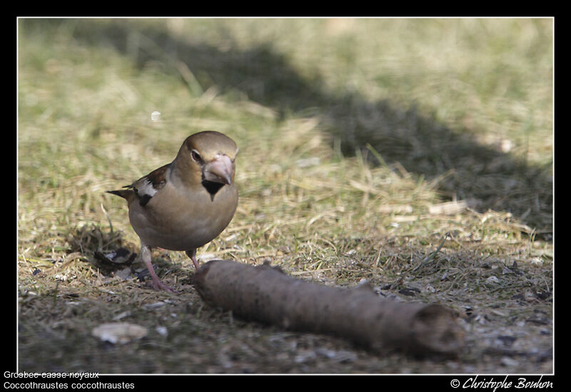 Hawfinch female