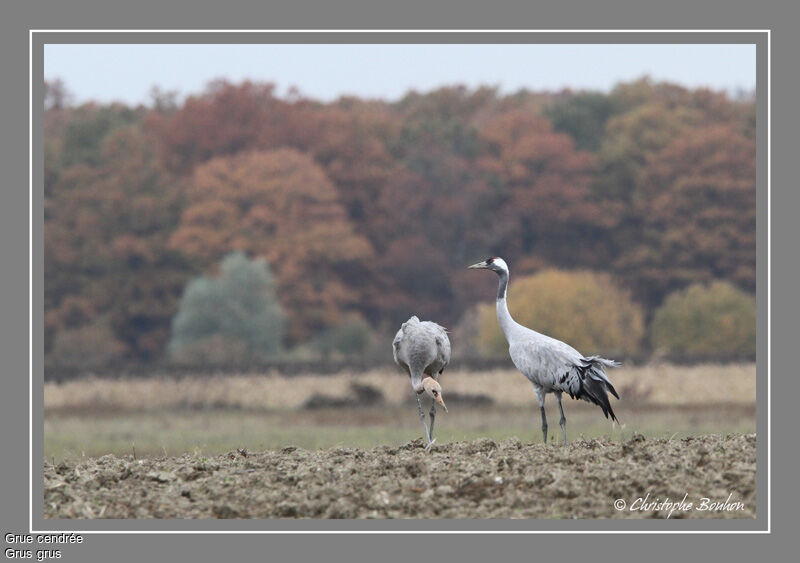 Common Crane, identification