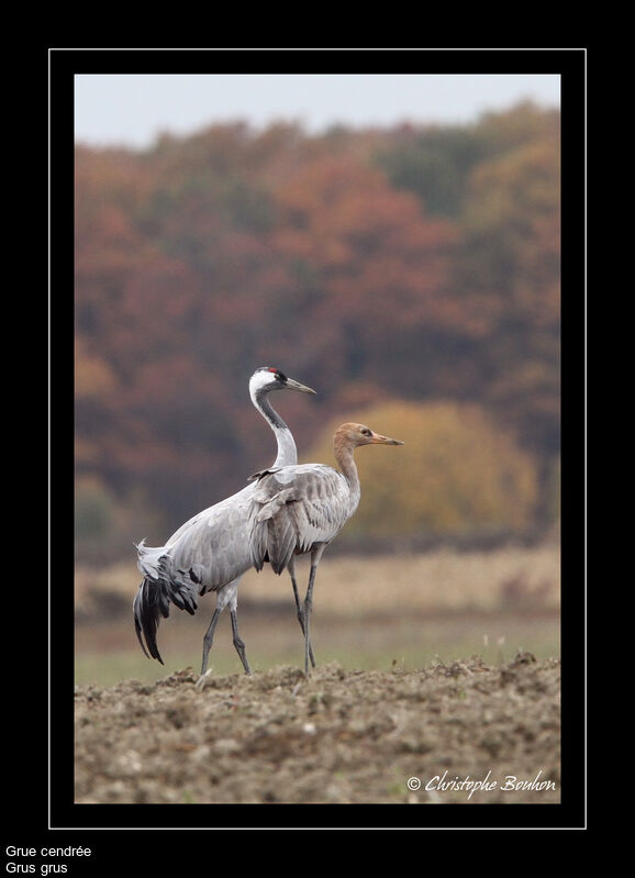 Common Crane, identification