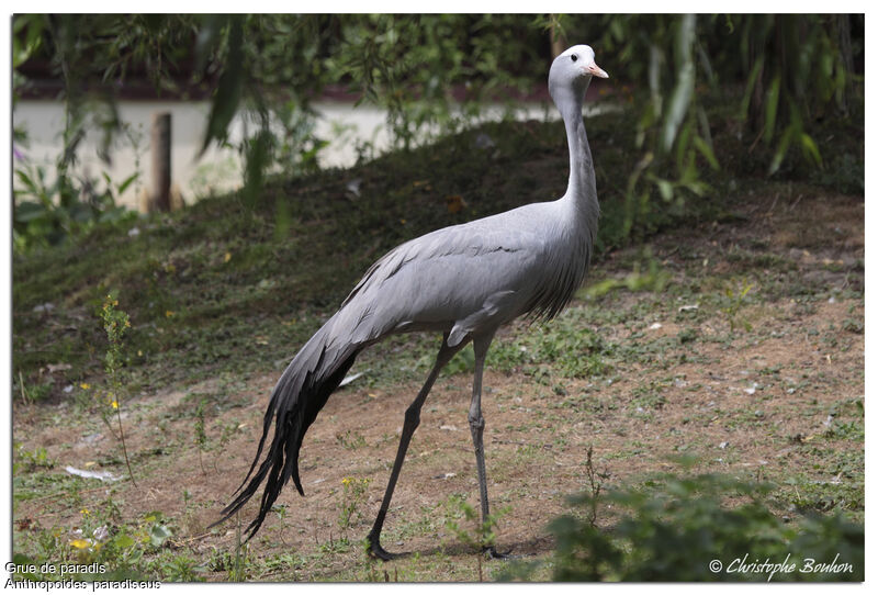 Grue de paradis, identification