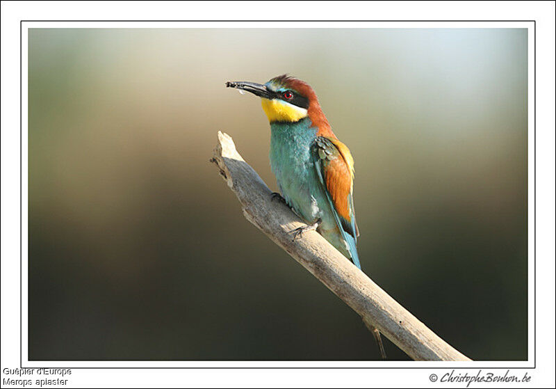 European Bee-eater