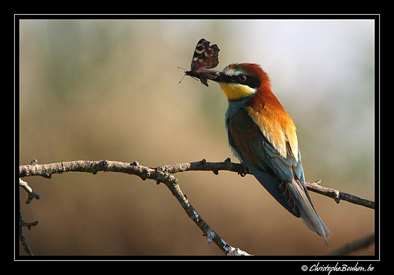 European Bee-eater, identification