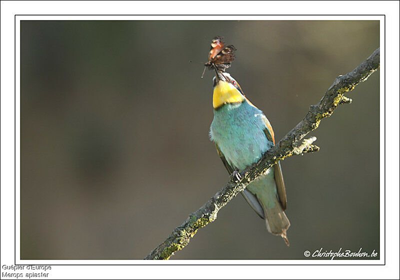 European Bee-eater, identification, feeding habits