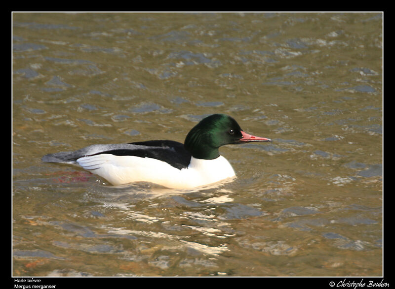 Common Merganser male