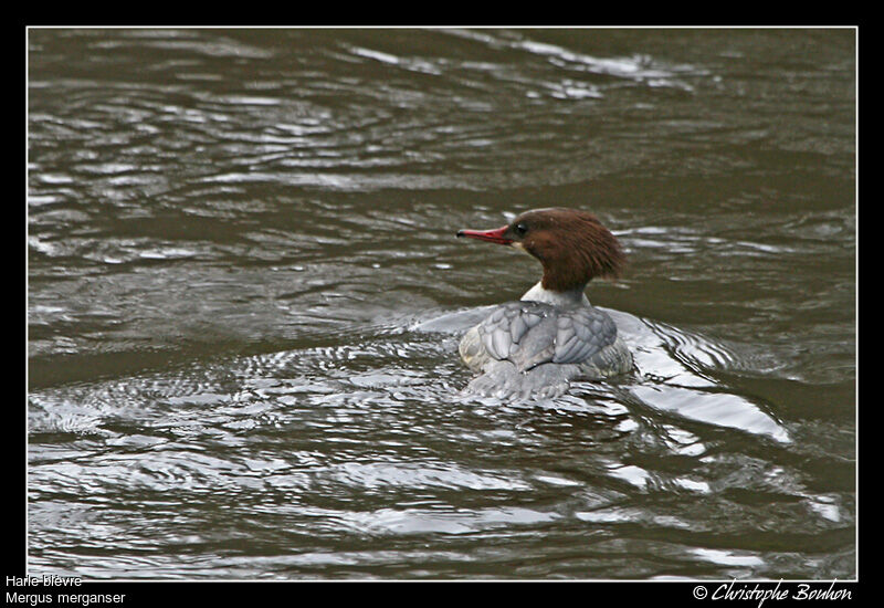 Common Merganser