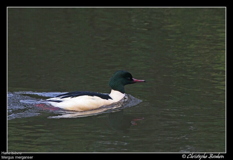 Common Merganser